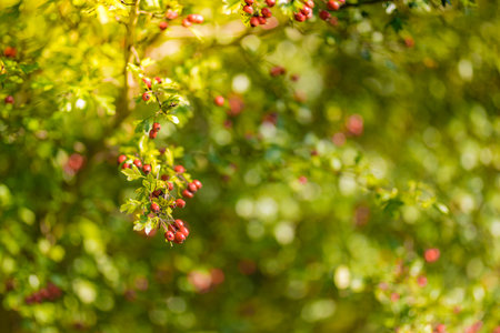 Seasonal bush with lots of red berries on branches, autumnal background. Close-up colorful autumn...