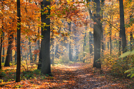 Colorful trees rural road in deep autumn forest, natural. Morning mist, soft sunlight, peaceful...