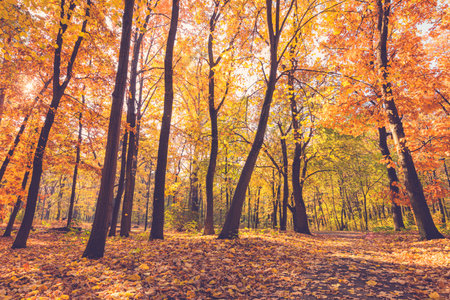 Autumn stunning forest. Scenic nature landscape colorful leaves, blue sky. Adventure forest trail, freedom nature. Amazing natural, dramatic fall seasonal art view. Peaceful treesの写真素材