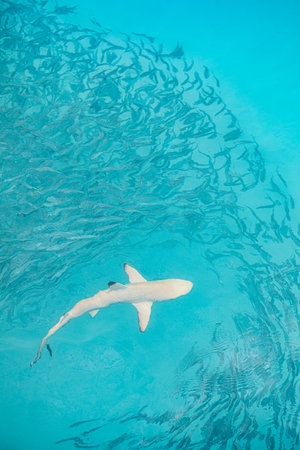 Blacktip Reef Shark hunting in a shoal of fish. Sea life ecosystem. Marine wildlife in tropical ocean lagoon clear waters school of fish. Turquoise marine aqua background wallpaperの写真素材