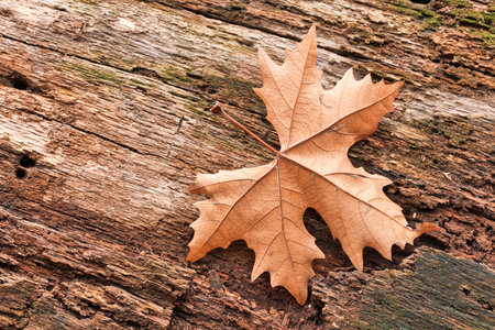 Autumn leaf on natural wooden log, trunk background. Dramatic fall nature closeup, autumnal foliage,...