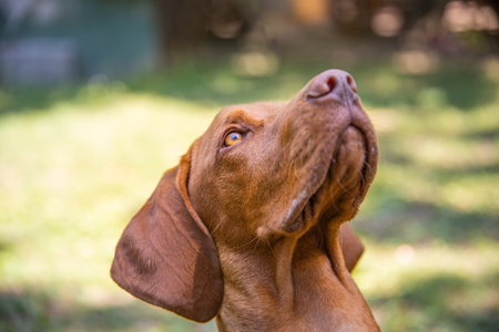 Beautiful Hungarian vizsla dog portrait. Vizsla hunting dog lying down in a garden and looking to the side. Dog background.の写真素材
