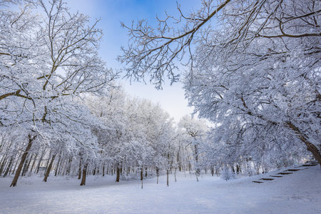 Snowy winter landscape panorama dreamy sunlight. Idyllic winter nature, adventure and freedom. Amazing seasonal landscape, forest path snow. Majestic winter landscape, wonderlandの写真素材