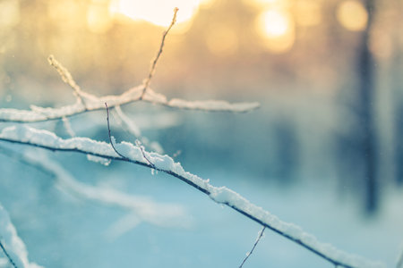 Frosty blurred winter landscape in snowy forest. Christmas trees blurred background of winter. Artistic nature closeup, cold tones. Freedom adventure idyllic natural environmentの写真素材