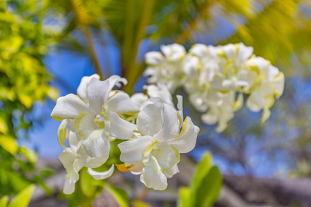 Tropical flower garden white orchids on blurred green nature blue sky. Exotic blooming floral garden or park in Maldives, closeup flowers, summer petals. Romantic and love flowersの写真素材