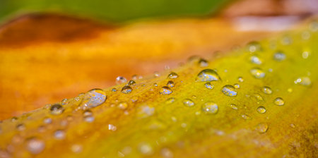Macro leaf in autumn colors covered with dew drops. Morning rain and soft sunlight, closeup nature as seasonal banner. Natural patternの写真素材