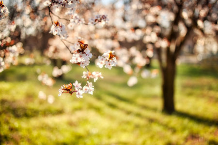 Abstract soft focus sunset blooming cherry landscape spring flowers warm golden hour sunset sunrise. Tranquil summer nature closeup and blurred forest. Idyllic nature springtimeの写真素材