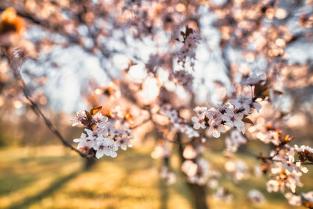 Abstract soft focus sunset blooming cherry landscape spring flowers warm golden hour sunset sunrise. Tranquil summer nature closeup and blurred forest. Idyllic nature springtimeの写真素材