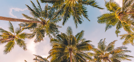 Copy space of tropical palm trees sunset light on sky background. Tropical island beach, low point of view inspirational motivational, happy relaxing vibes. Exotic nature landscapeの写真素材