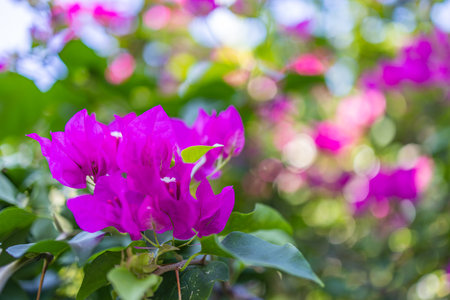 Closeup of beautiful floral natural background, artistic nature macro. Spring summer bougainvillea, blurred bokeh foliage, colorful nature view. Exotic blooming flowers, tropicalの写真素材