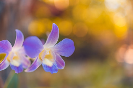 Beautiful purple orchid flower blooming in the garden sunlight. Sunset garden purple orchid flowers blur bokeh forest nature. Abstract natural closeup exotic floral petals bloomingの写真素材