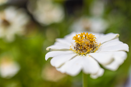 Beautiful macro zinnia flowers in tropical garden with blurred green foliage background. Sunny closeup blooming floral nature, exotic colorful summer flowersの写真素材