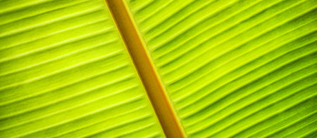 Green leaf macro. Bright nature closeup, green foliage texture. Beautiful natural botany leaf, garden of tropical plants. Fresh ecology nature pattern. Botany spa, health wellbeingの写真素材
