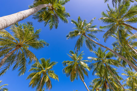 Coconut palm trees with a clear blue sky. Exotic tropical nature pattern, foliage. Green trees under...