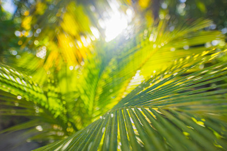 Rays of the sun through palm leaves. Jungle nature close-up of a saturated green palm leaf. Macro nature view of palm leaves background textures. Island forest, abstract natureの写真素材