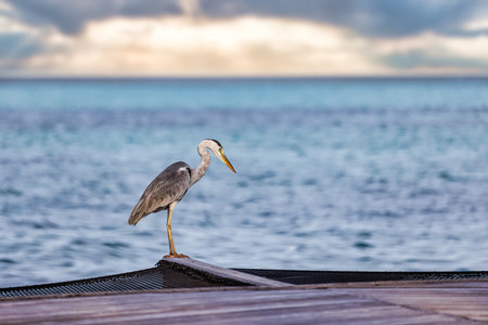Wildlife in Maldives islands, salt water Heron hunting in the sea. Grey heron fishing in the morning closeup view, ocean lagoon and calm sky background. Outdoor natural wild animalの写真素材