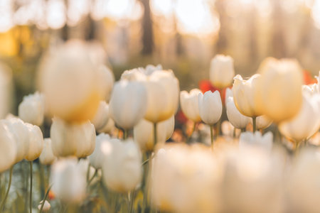 Beautiful colorful tulips blooming in tulip field in garden blurry sunset nature landscape. Soft sunlight romantic, love floral wallpaper holidays card. Idyllic nature closeupの写真素材