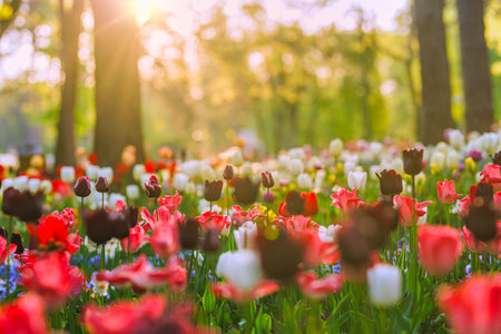 Colorful tulip flowers blooming garden soft sunlight. Blurred meadow warm golden hour sunset...
