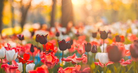 Beautiful colorful tulips blooming tulip field garden blurry sunset nature landscape. Soft sunlight...