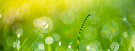 Lush green blades of grass beautiful transparent water drops on meadow closeup. Fresh morning dew at...