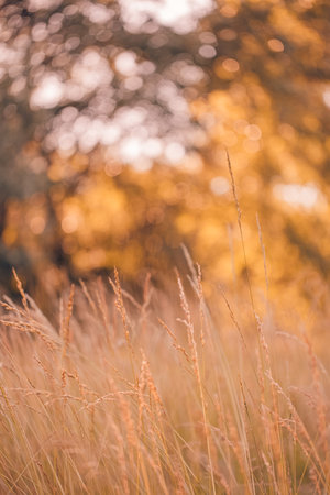 Abstract soft focus sunset field landscape of yellow flowers grass meadow warm golden hour sunset sunrise time. Tranquil spring summer nature closeup blurred forest backgroundの写真素材