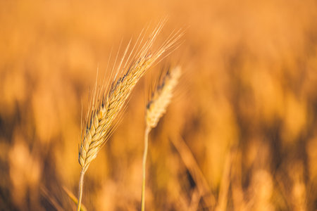 Wheat field. Ears of golden wheat closeup. Rural scenery under shining sunlight, peaceful autumn landscape of wheat field. Beautiful ripe organic harvest against blue sky.の写真素材