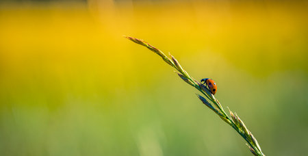 Ladybug on grass macro closeup, idyllic nature sunset. Fantastic spring summer flora and fauna...