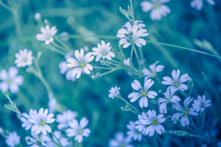 Gentle little white flowers grass meadow field blossom. Abstract spring nature background. Blooming petals, artistic soft green blue foliage. Relaxing nature close-upの写真素材