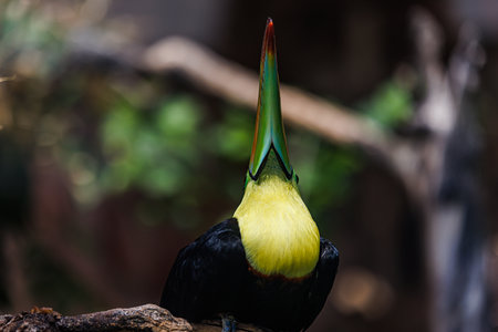 Rhinoceros toucan (Rhinoceros rhinoceros) Colorful tucan in the aviary. Bird portrait, wildlife, animal head with eyes on blurred tropical foliageの写真素材