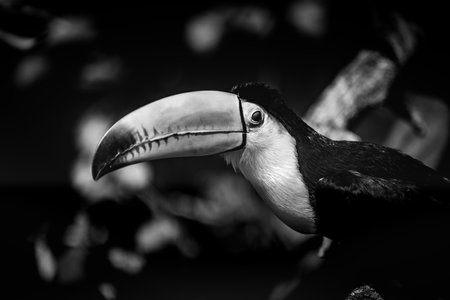 Closeup of a toucan in the nature. Black and white. Dramatic toucan in the aviary. Bird portrait, wildlife, animal head with eyes on blurred tropical foliageの写真素材