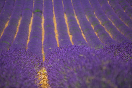 Blooming lavender field under bright summer sky. Stunning landscape lavender field sunny day. Beautiful violet fragrant lavender flowers. Amazing nature landscape, picturesqueの写真素材