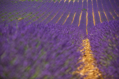 Blooming lavender field under bright summer sky. Stunning landscape lavender field at sunny day. Beautiful violet fragrant lavender flowers. Amazing nature landscape, picturesqueの写真素材
