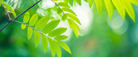 Green nature background. Nature of green leaves blur lush foliage garden summer. Natural green leaf...