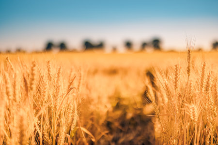 Golden wheat field and sunset sky, landscape of agricultural grain crops in harvest season, panorama. Agriculture, agronomy and farming background. Summer early autumn countrysideの写真素材