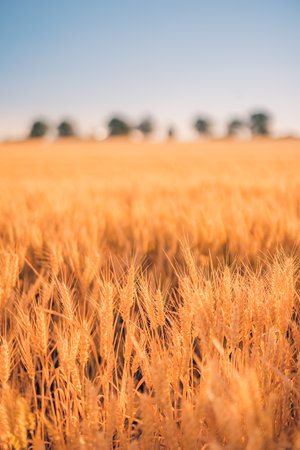 Golden wheat field and sunset sky, landscape of agricultural grain crops in harvest season, panorama. Agriculture, agronomy and farming background. Summer early autumn countrysideの写真素材