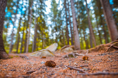 Beautiful majestic evergreen forest. Spruce trees, moss, plants, closeup pine cone on ground, blurred dreamy landscape. Abstract nature, inspire background. Foliage, bokeh treesの写真素材