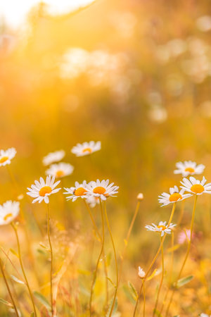 Dream fantasy soft focus sunset field landscape of white daisy flowers grass meadow warm golden hour sunset sunrise time. Tranquil spring summer nature closeupの写真素材