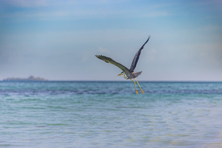 Great blue Heron fly away with wings wide in Maldives. Seaside, shore marine wildlife background. Bird, animal in natural habitat at tropical coast flying.の写真素材