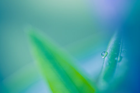 Green leaves drops water natural background. Zen, meditation nature closeup, abstract organic texture background. Beautiful sunny leaf texture. Tranquil spring flora plants ecologyの写真素材