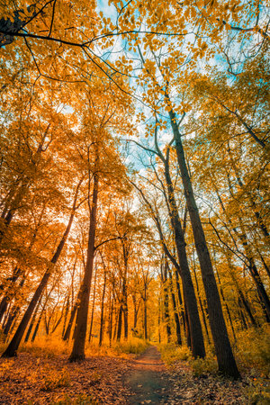 Amazing autumn landscape. Panoramic forest nature. Vivid morning in colorful forest orange golden leaves trees. Idyllic sunset, dream scenic pathway. Beautiful fall park footpathの写真素材