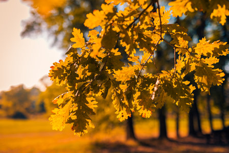 Beautiful abstract autumn landscape, yellow trees and sunset bokeh. Colorful blurred grass meadow...