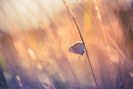 Sunset nature meadow field butterfly spring summer defocus background. Amazing fantasy nature...
