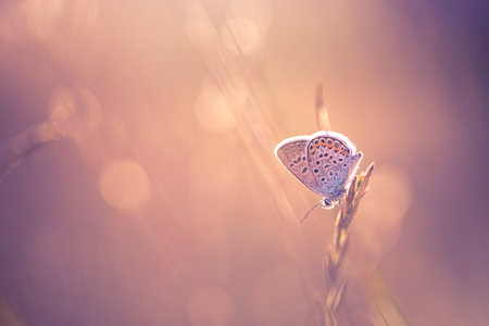 Nature background concept beautiful summer meadow. Inspirational nature closeup. Tranquil majestic nature closeup, calm butterfly colorful natural meadow on defocused backgroundの写真素材