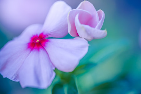 Beautiful purple Vinca Periwinkle flowers. Panoramic floral garden closeup. Idyllic sunlight serene fresh green leaves lush foliage. Happy lovely blooming garden colorful natureの写真素材