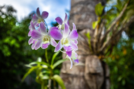 Pink Phalaenopsis or Moth dendrobium Orchid flowers. Beautiful orchid flower blooming at tropical garden blurred foliage. Abstract blooming exotic flowersの写真素材