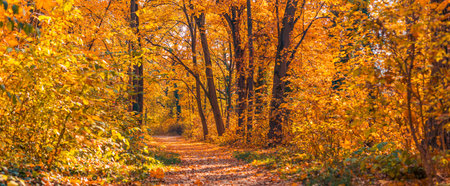Stunning nature panorama of peaceful forest. Autumn trail path landscape with morning mist and...