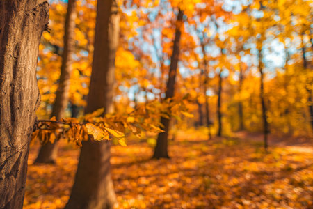 Texture of dry dead autumn leaves on the ground under soft sunlight. Idyllic abstract nature...