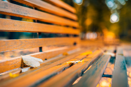 Bench in the autumn city park. Beautiful empty morning rural wooden bench. Autumn background. Relaxing peaceful outdoor fall scenic, closeup leaf blurred sunset forest viewの写真素材