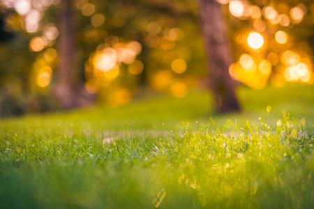 Close-up autumn nature landscape. Ground forest on sunset, autumn background. Blurred nature scenery...