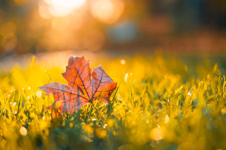 Beautiful abstract autumn landscape, yellow trees sunset. Colorful blur defocus grass meadow foliage in park. Falling natural background, copy space alone leaves. Idyllic natureの写真素材